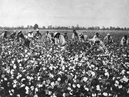 cotton sharecroppers